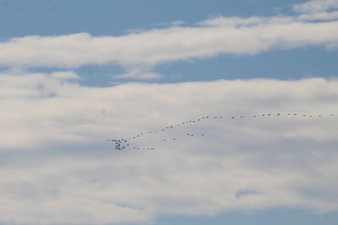 Gru  - Alessio Mannello