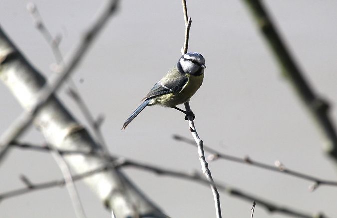 Cinciarella  - Alessio Mannello