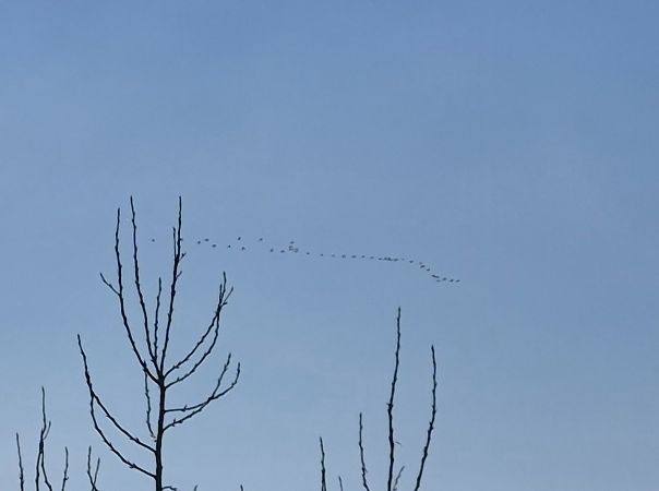 Gru  - Alessio Mannello