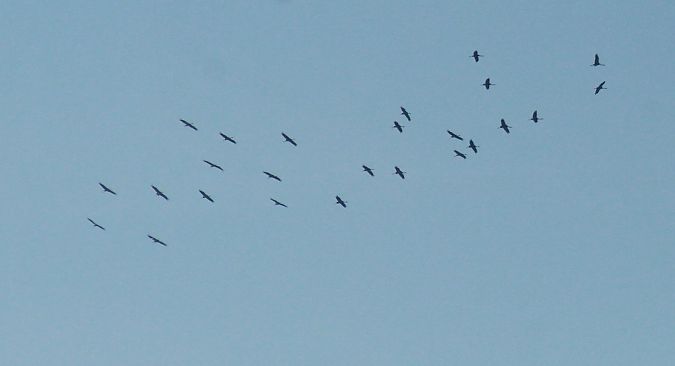 Gru  - Alessio Mannello