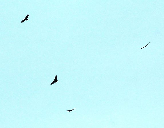 Poiana  - Alessio Mannello