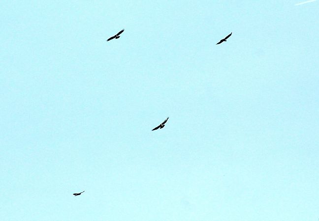 Poiana  - Alessio Mannello