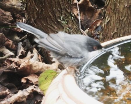 Occhiocotto  - Patrizio Gigli