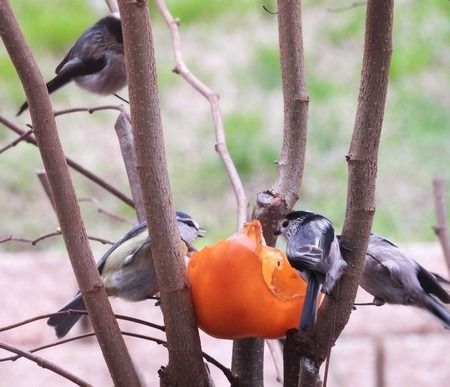 Codibugnolo  - Patrizio Gigli