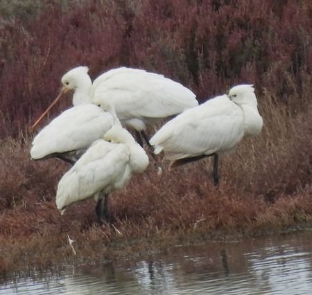 Eurasian Spoonbill  - Patrizio Gigli