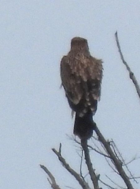 Eastern Imperial Eagle  - Patrizio Gigli