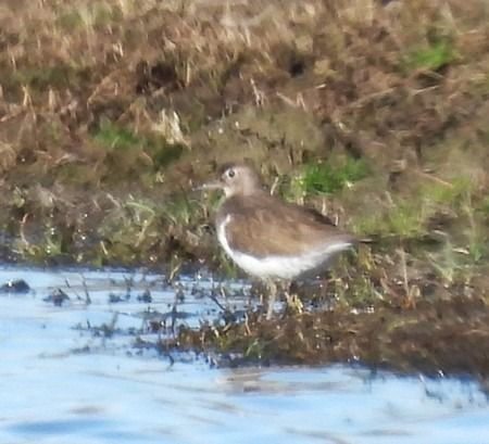 Piro-piro piccolo  - Patrizio Gigli