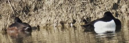 Moretta  - Patrizio Gigli