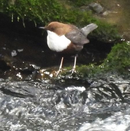 Merlo acquaiolo  - Patrizio Gigli