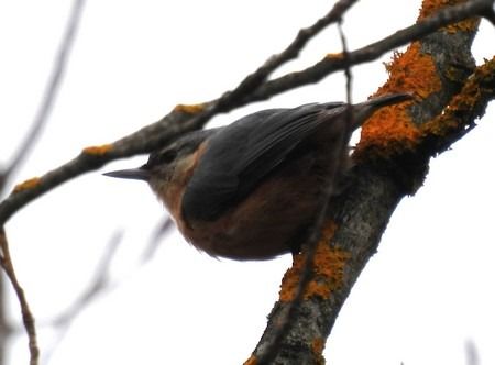 Picchio muratore  - Patrizio Gigli