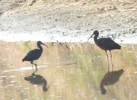 Mignattaio  - Patrizio Gigli