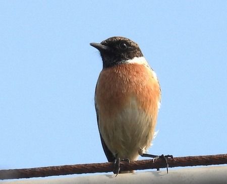 Saltimpalo comune  - Patrizio Gigli