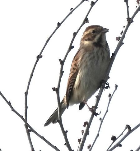 Migliarino di palude  - Patrizio Gigli