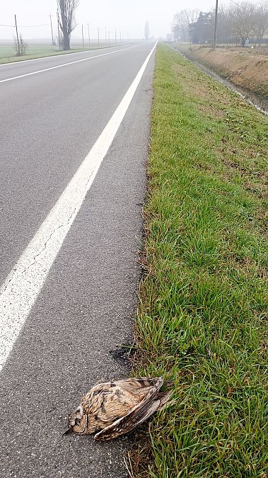 Gufo comune  - Daniele Ronconi