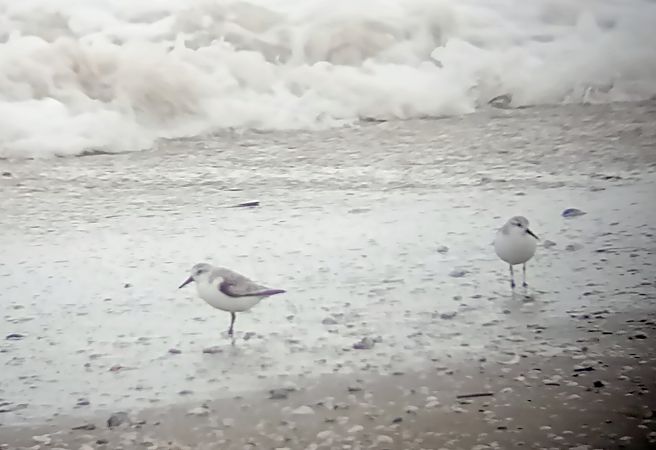 Piovanello tridattilo  - Daniele Ronconi