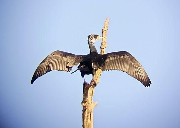 Cormorano  - Daniele Ronconi