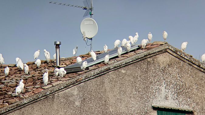 Airone guardabuoi  - Daniele Ronconi