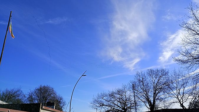 Gru  - Daniele Ronconi