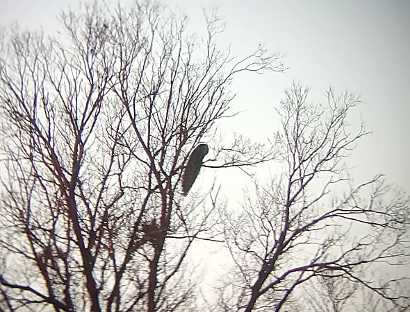 Pavone  - Daniele Ronconi