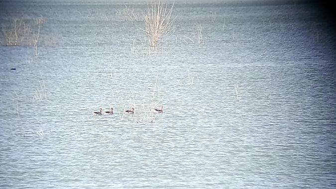 Oca selvatica occidentale  - Daniele Ronconi