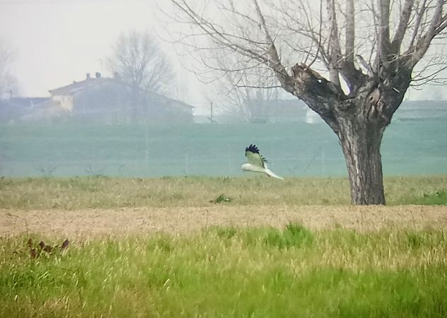 Albanella reale  - Daniele Ronconi