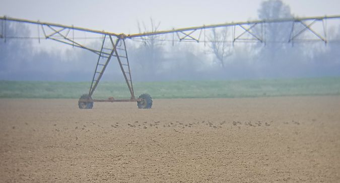 Piviere dorato  - Daniele Ronconi