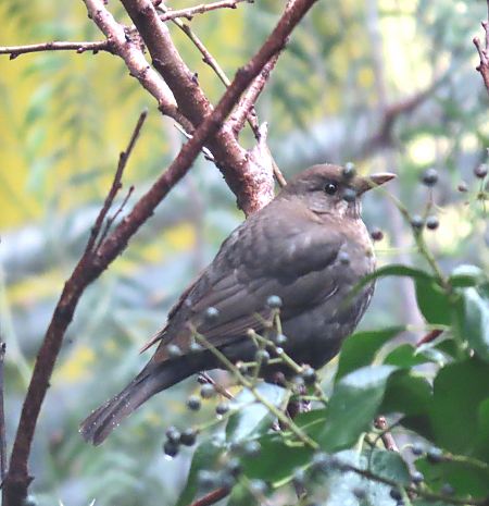 Tordo bottaccio  - Alfonso Maffezzoli