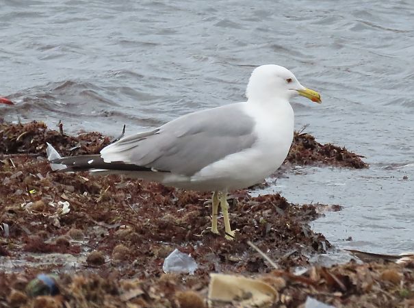 Steppenmöwe  - Alfonso Maffezzoli