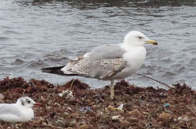 Gabbiano pontico  - Alfonso Maffezzoli