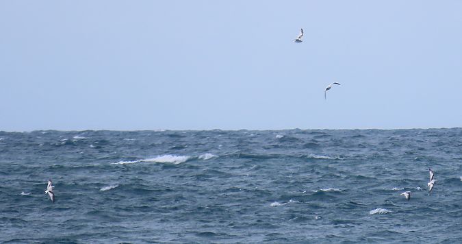 Gabbianello  - Alfonso Maffezzoli