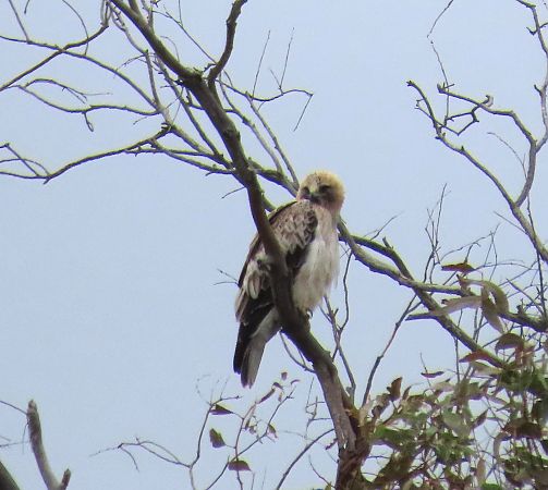 Aquila minore  - Alfonso Maffezzoli