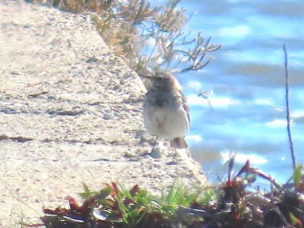 Spioncello  - Alfonso Maffezzoli