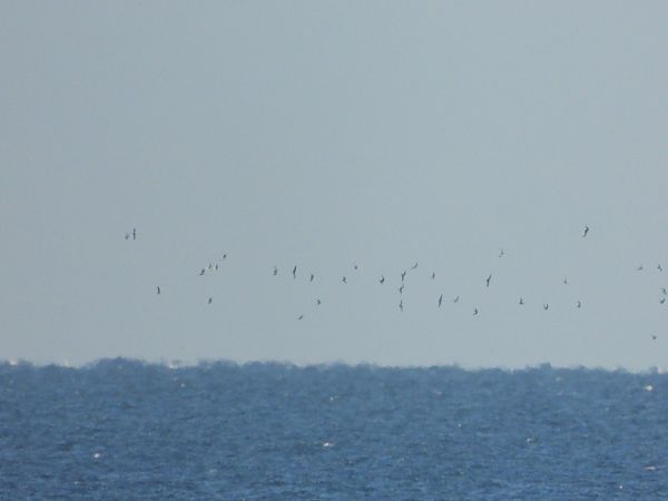 Gabbianello  - Andrea de Palma