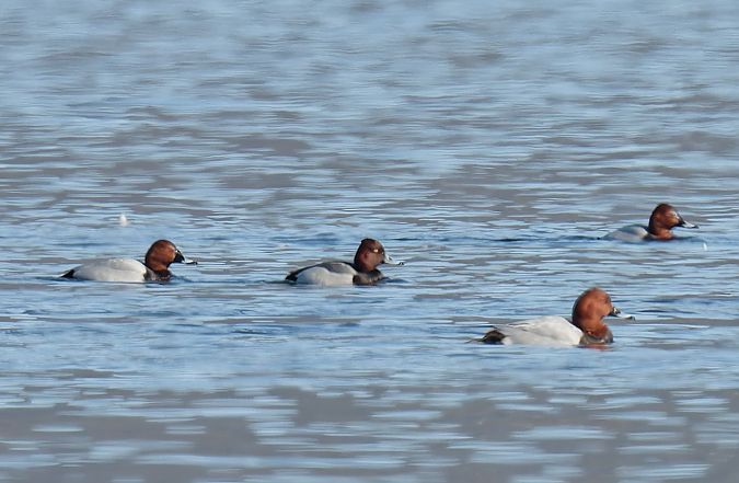 Ibrido Moriglione x Moretta 