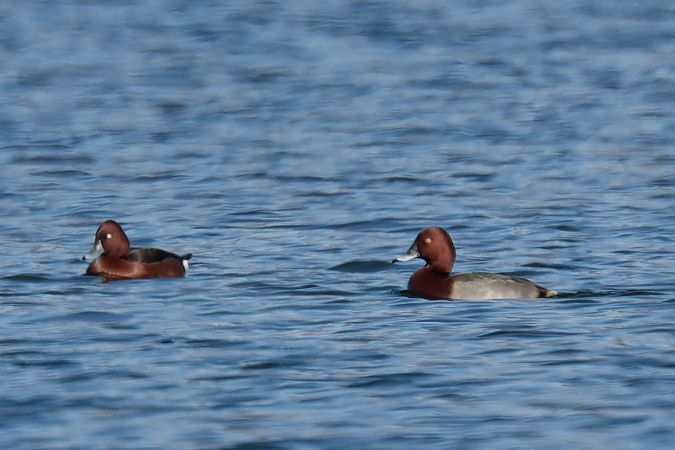Ibrido Moriglione x Moretta tabaccata 