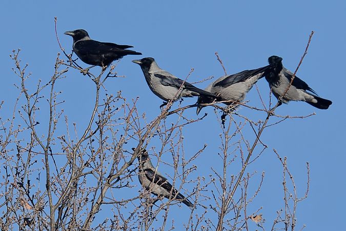 Ibrido Cornacchia nera x grigia 