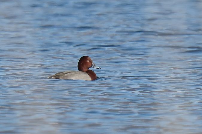 Ibrido Moriglione x Moretta tabaccata 