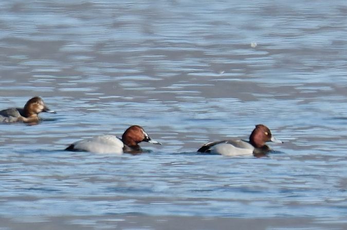 Ibrido Moriglione x Moretta 