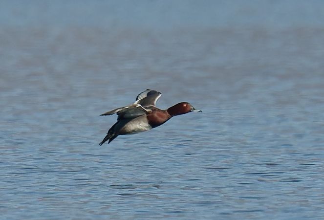 Ibrido Moriglione x Moretta tabaccata 