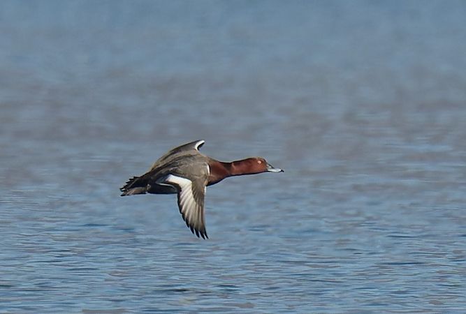 Ibrido Moriglione x Moretta tabaccata 