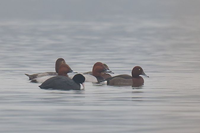 Ibrido Moriglione x Moretta tabaccata 