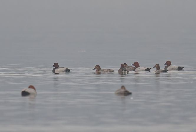 Ibrido Moriglione x Moretta 