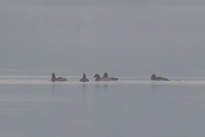 Hybrid Tafel- x Moorente 