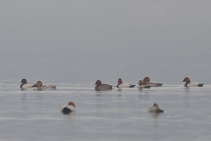 Ibrido Moriglione x Moretta 