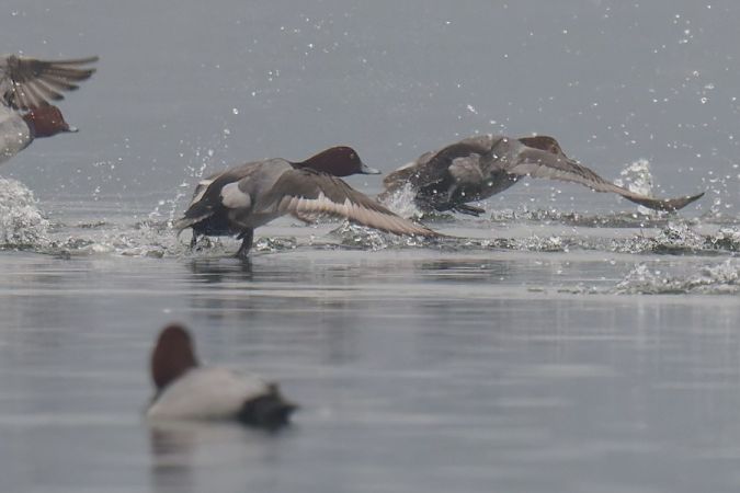 Ibrido Moriglione x Moretta 