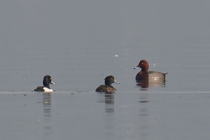 Ibrido Moriglione x Moretta tabaccata 