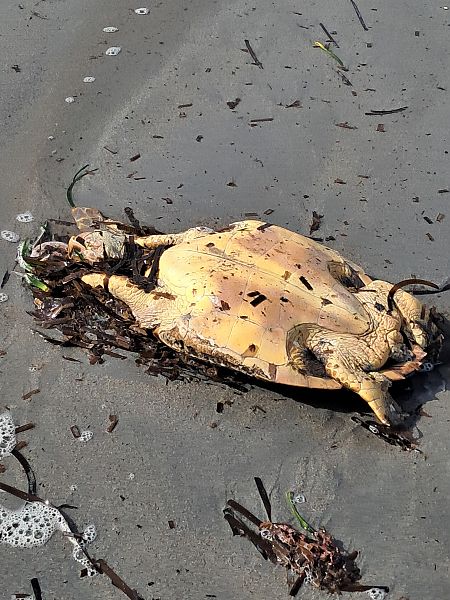 Tartaruga caretta  - Mauro Golfetto