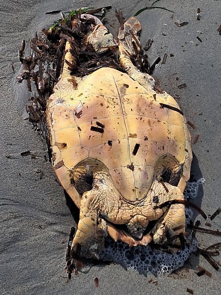 Tartaruga caretta  - Mauro Golfetto