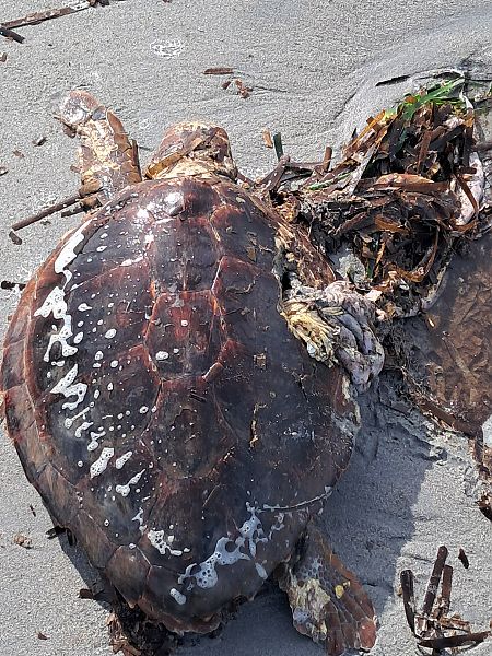 Tartaruga caretta  - Mauro Golfetto