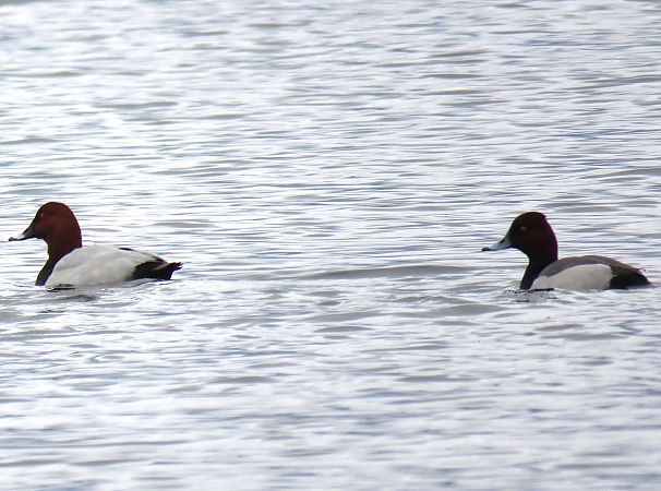 Ibrido Moriglione x Moretta  - Roberto Aletti